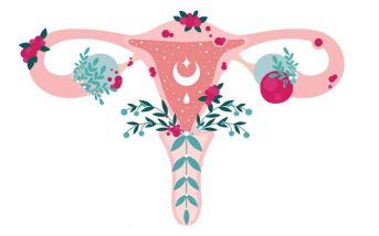 El útero es un órgano de conexiones