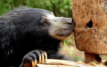 Free The Bears granja de osos en Camboya.