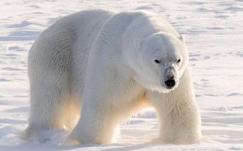 Ártico - Foto Anamaria Chediak