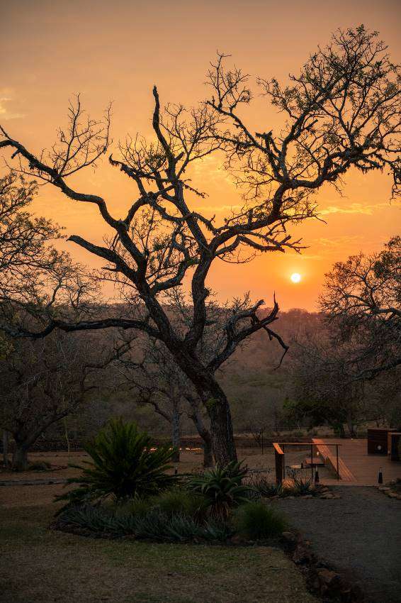 Safari en Sudáfrica. 1 11 word image 28