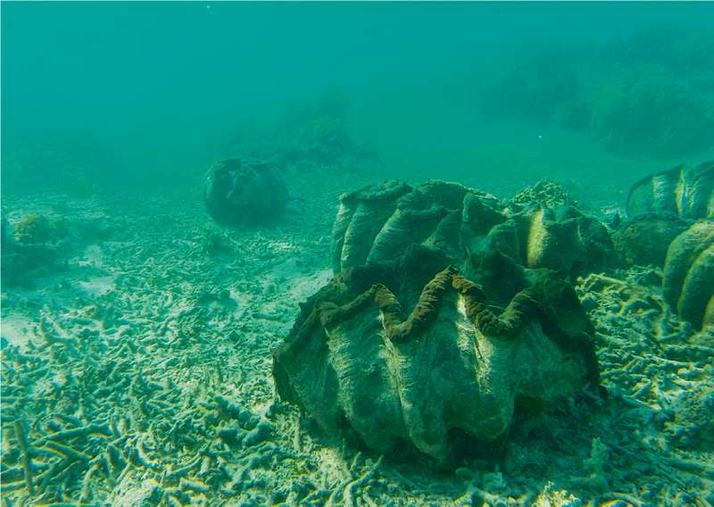 FIYI el paraíso de los mares del sur. 1 13 word image 63