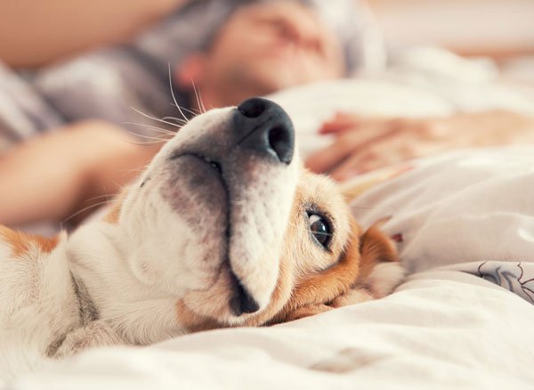 Los perrhijos y la ley de causa y efecto. 3 Mascotas----3