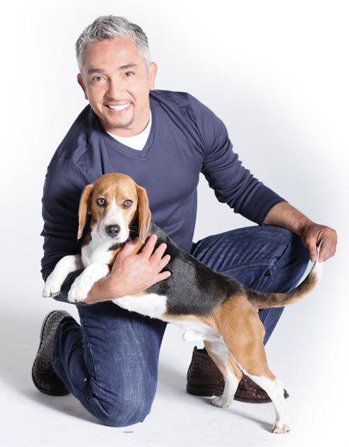 Los perrhijos y la ley de causa y efecto. 4 Mascotas----4