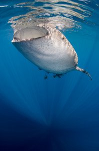 Buceando con tiburones ballena 5 20150810_Whale_Shark_1017