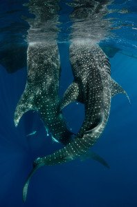 Buceando con tiburones ballena 2 20150811_Whale_Shark_at_Bagan_1634