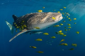 Buceando con tiburones ballena 1 20150812_Whale_Shark_&_Golden_Trevally_3896
