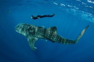 Buceando con tiburones ballena 4 20150812_Whale_Shark_&_Renee_Bish_3707