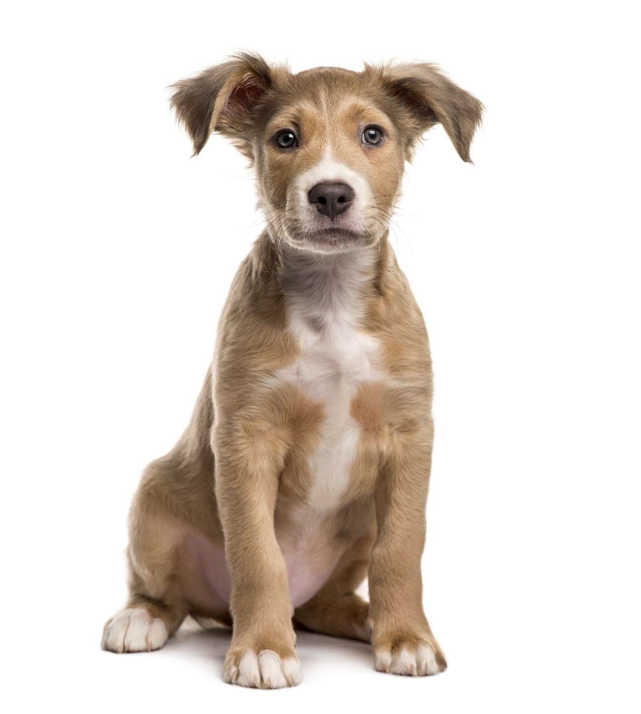 Cuando la perra vida se dulcifica 1 4 word image 85