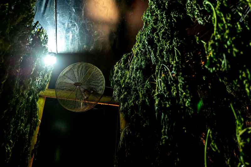 El cannabis es una industria con futuro en Ecuador 1 7 word image 27