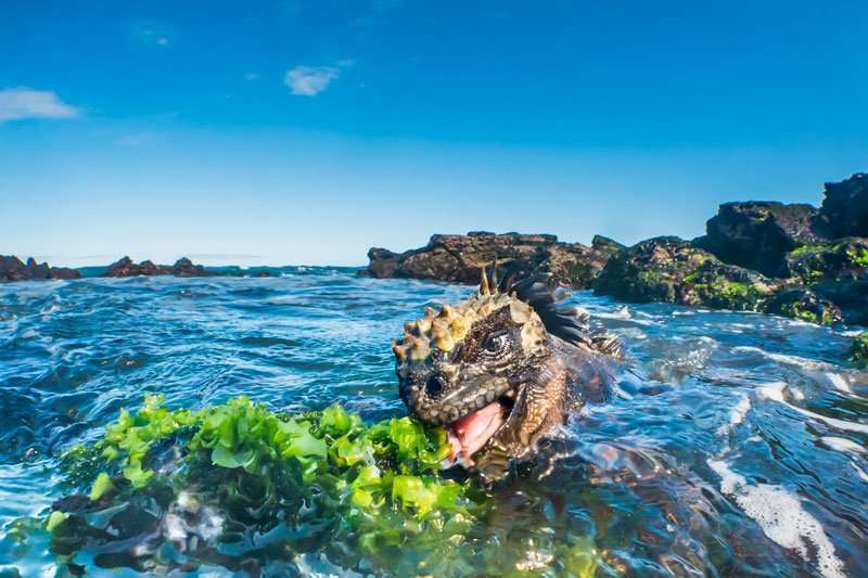 Tui De Roy la retratista de Galápagos 1 8 word image 46