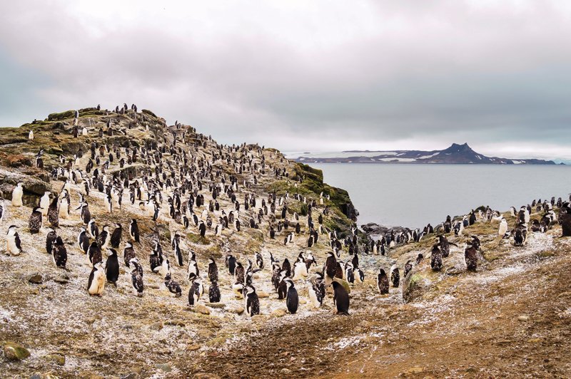 La guatita también se sirve en la Antártida. 1 Antartida-1