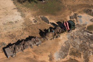 Capturando elefantes 1 Aperura-Elefantes