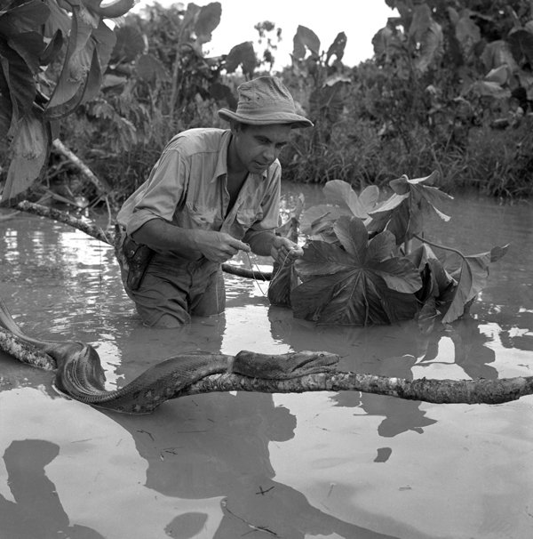 Vida y aventura de Rolf Blomberg. 3 Río San Miguel, frontera colombiana, 1952.