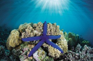 Fiji 1 Blue_Sea_Star
