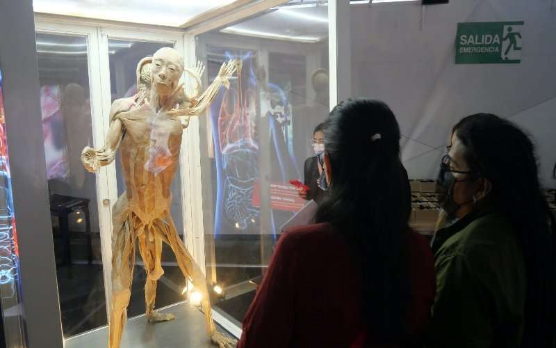 ¡Cuerpos humanos plastinados… y reales! 1 Bodies cuerpos humanos reales