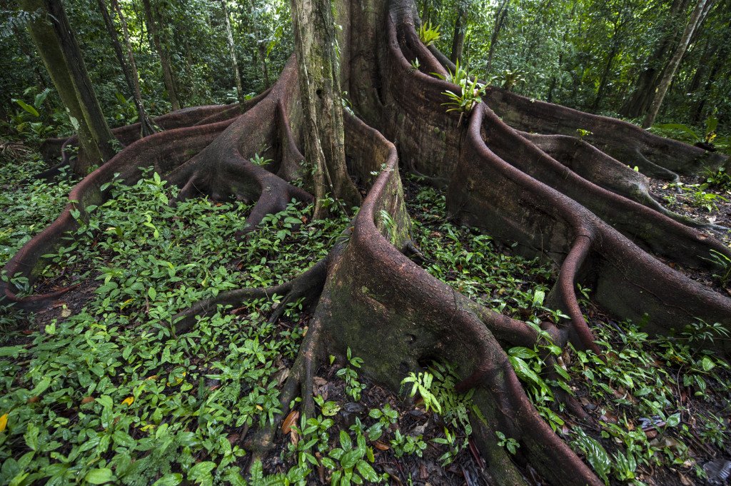 El paraíso verde. 1 Buttress Roots