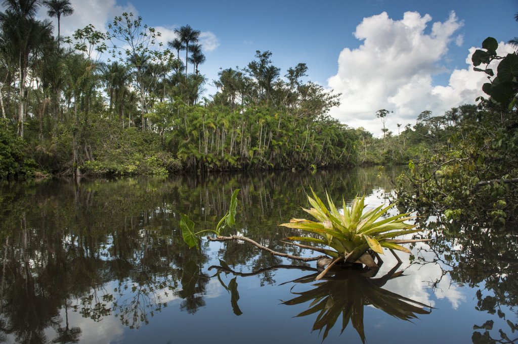 El paraíso verde. 2 Bromeliad in flooded Igapo forest