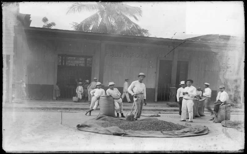 Una breve historia sobre el cacao en Ecuador 2 Cacao