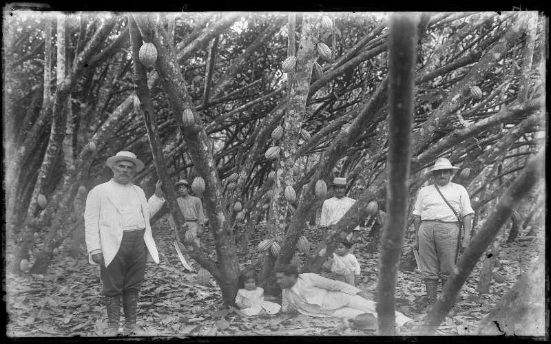 Una breve historia sobre el cacao en Ecuador 1 Cacao