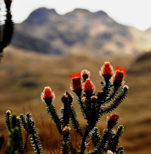 Cuenca, más verde. 7 Cuenca-6