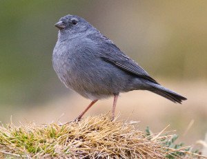 Cuenca, más verde. 9 Cuenca-7