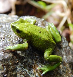 Cuenca, más verde. 8 Cuenca-8