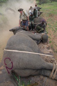 Capturando elefantes 2 Elefantes-001