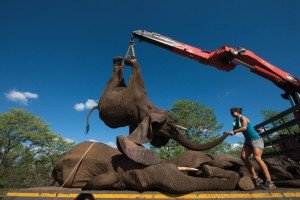 Capturando elefantes 3 Elefantes-002