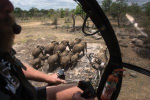 Capturando elefantes 4 Elefantes-008