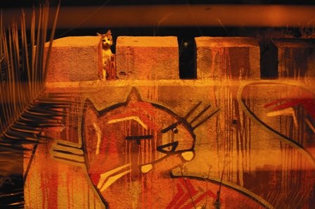 Renaciendo en el grafiti 10 IK.Valpo .art .2011.51 OK