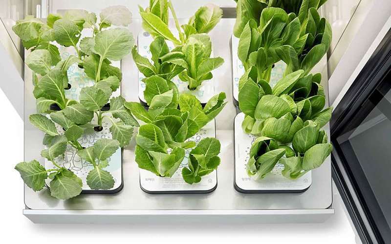 Hogares más verdes 2 Invernadero.