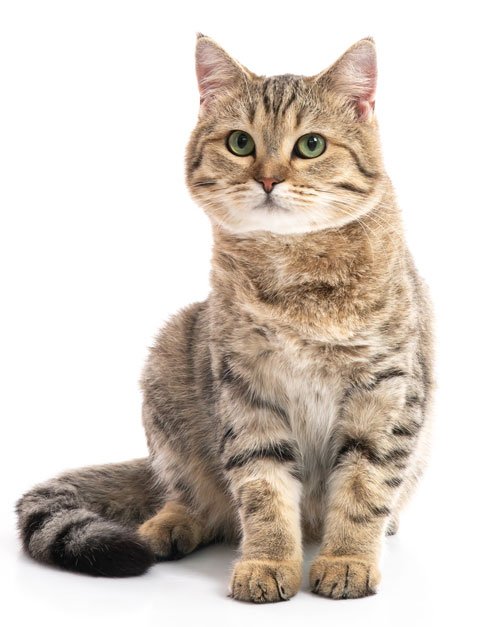 Los gatos y los escritores 1 Mascotas 1 shutterstock