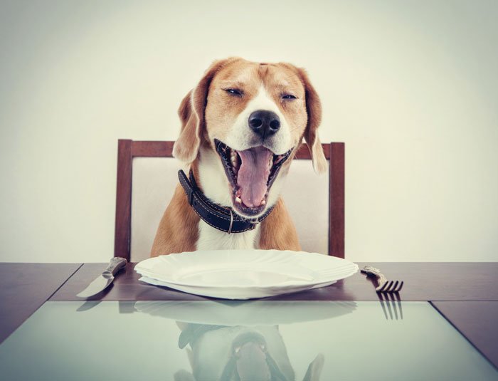 Los perrhijos y la ley de causa y efecto. 1 Mascotas----1