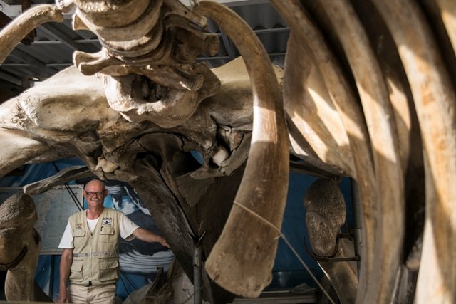 El museo de las ballenas. 1 Naturaleza - 419- 1