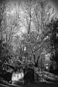 Árboles 2 Naturaleza-Arboles-001-I.Garces