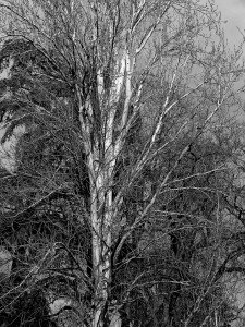 Árboles 3 Naturaleza-Arboles-003-I.Garces