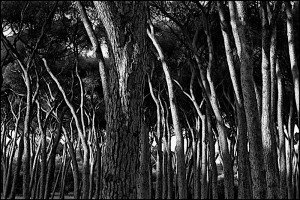 Árboles 5 Naturaleza-Arboles-006-I.Garces