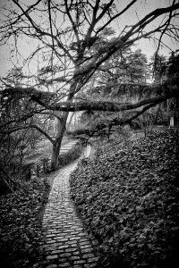 Árboles 4 Naturaleza-Arboles-007-I.Garces