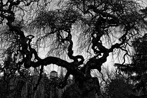 Árboles 7 Naturaleza-Arboles-008-I.Garces