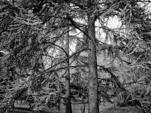 Árboles 8 Naturaleza-Arboles-009-I.Garces