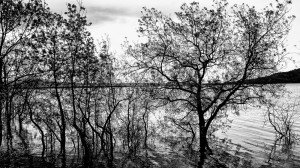 Árboles 1 Naturaleza-Arboles-010-I.Garces