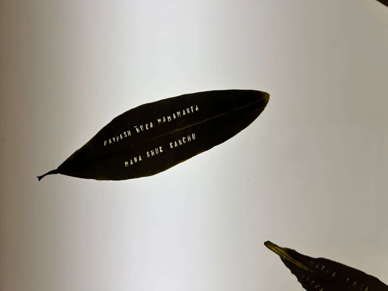 ‘Plantas de poder’, un nuevo puente entre el arte y el reino vegetal 9 PHOTO 2023 11 10 20 33 18 1