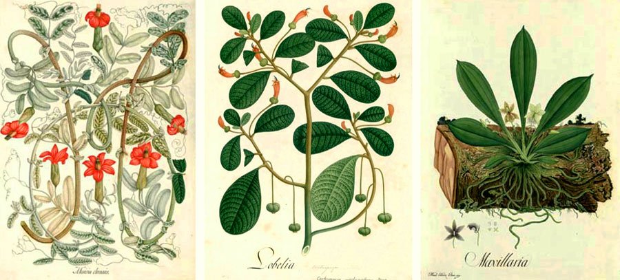 Pintores quiteños en las expediciones botánicas. 1 Pintores---1