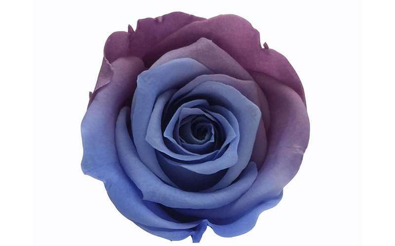 La era de los regalos personalizados 5 Rosa 1