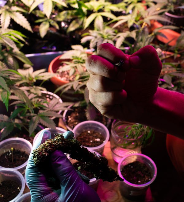 El cannabis que alivia 1 Salud--Marihuana--1