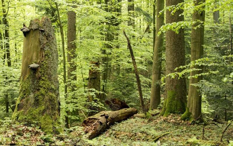 El patrimonio histórico de Ucrania ¿en riesgo de destrucción? 11 Ucrania