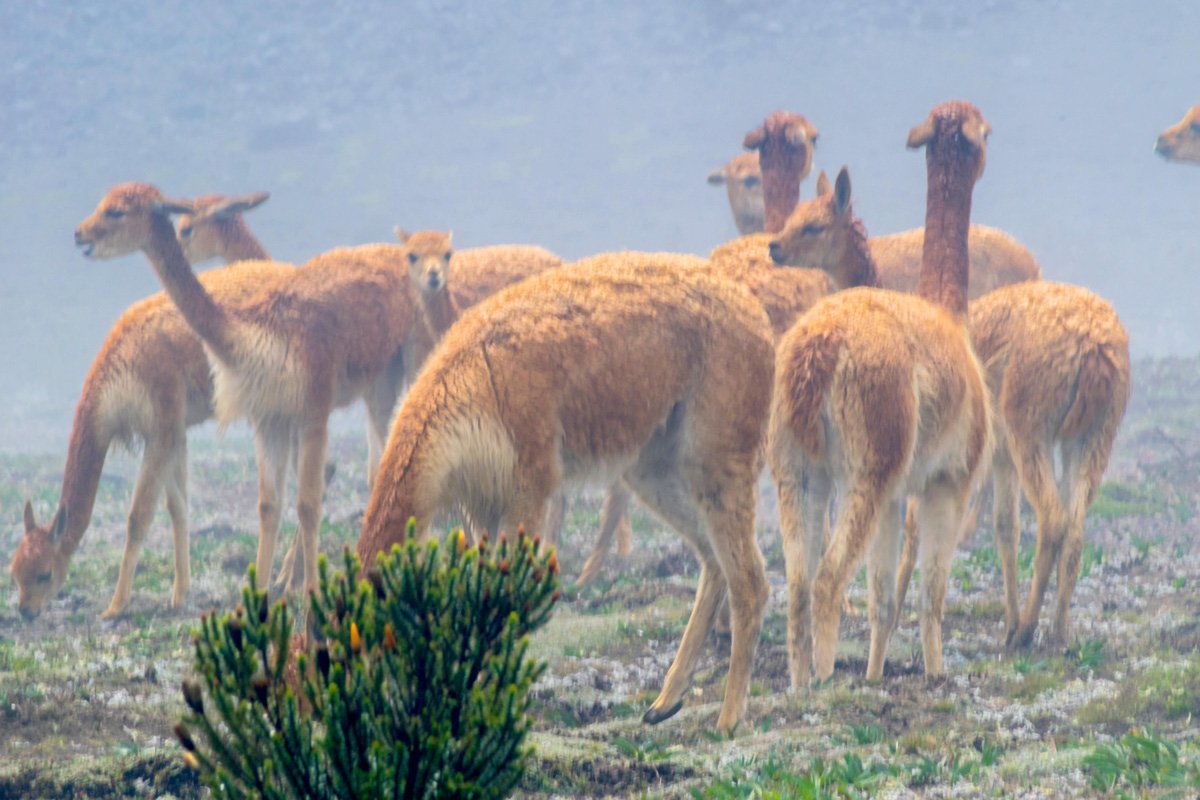 Vicuñas, las damitas del Chimborazo. 1 Vi