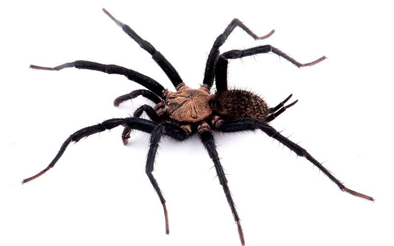 Vivir para las arañas 2 Araña