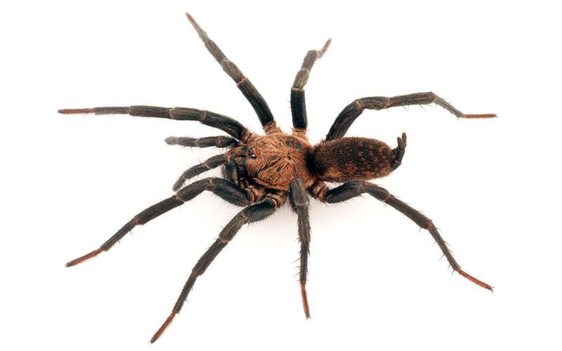 Vivir para las arañas 1 Araña