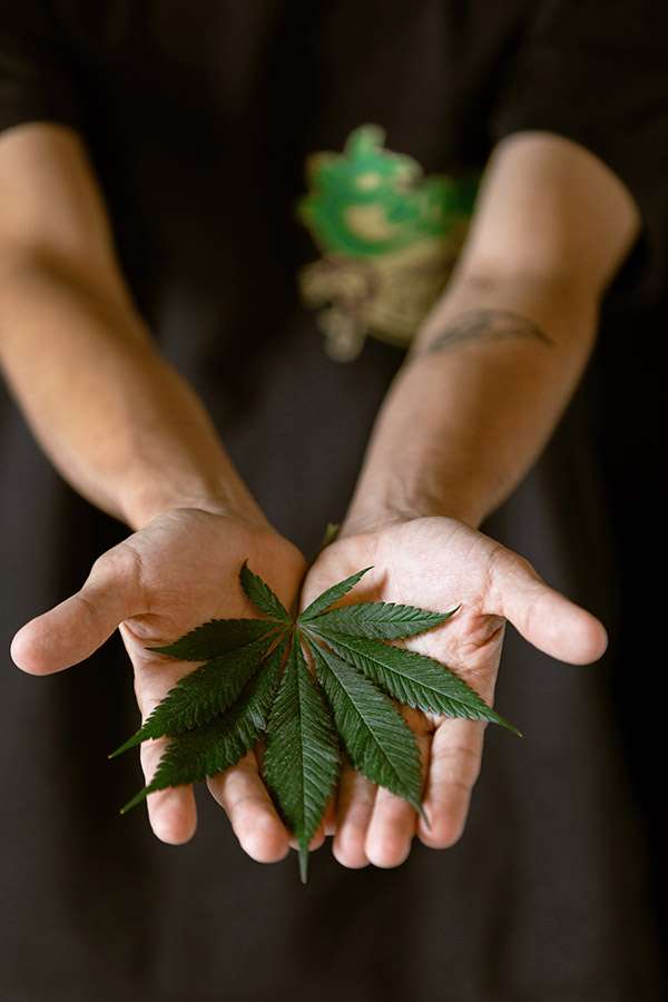 Cannabis: del hermetismo a la visibilización 2 cannabis